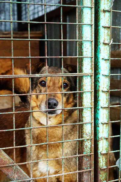 Cão Atrás Das Grades Abrigo Para Cães Vadios — Fotografia de Stock