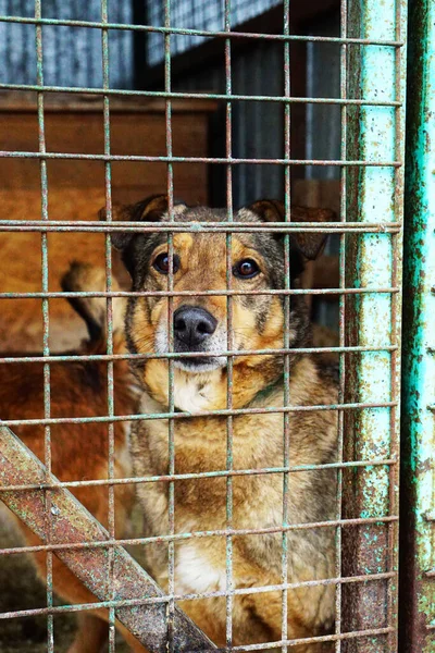 dog behind bars in a shelter for stray dogs