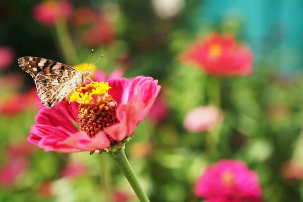 Field Butterfly Sits Blossoming Flower Garden Summer — Stock Photo, Image