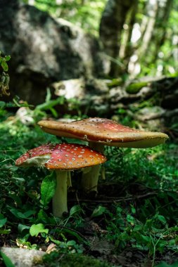 Yaz ormanında kırmızı sinek agariği
