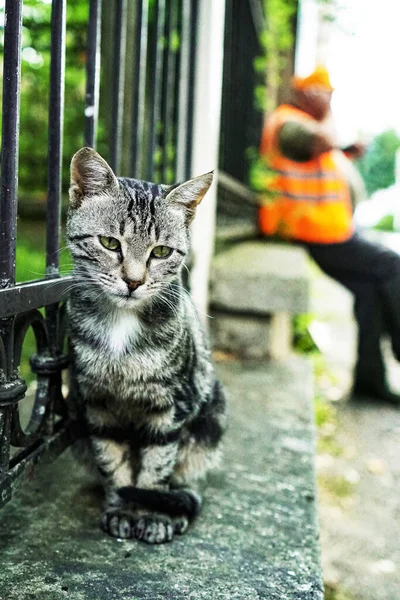 Šedá Kočka Sedí Ulici — Stock fotografie