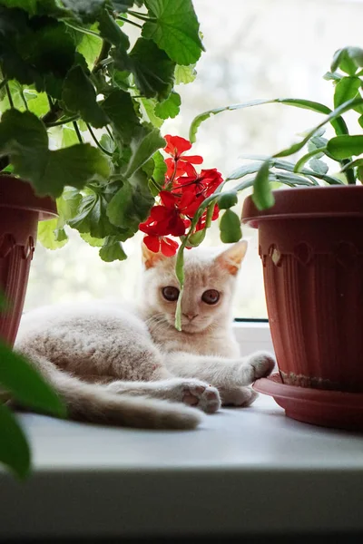 Gatinho Britânico Pouco Senta Peitoril Janela Olha Pela Janela — Fotografia de Stock