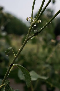 Bahçedeki yeşil bir dal üzerinde yağmur damlaları