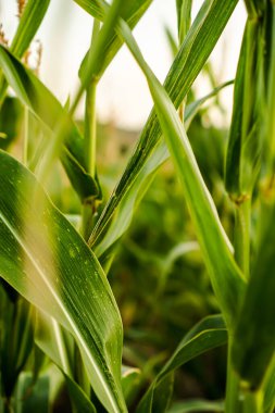 Gün batımında bahçede mısır yaprakları