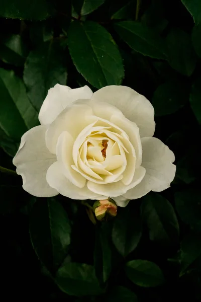 Biała Róża Kwitnąca Ogrodzie Latem — Zdjęcie stockowe
