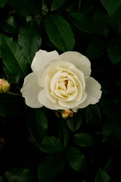 White Blossoming Rose Garden Summer — Stock Photo, Image