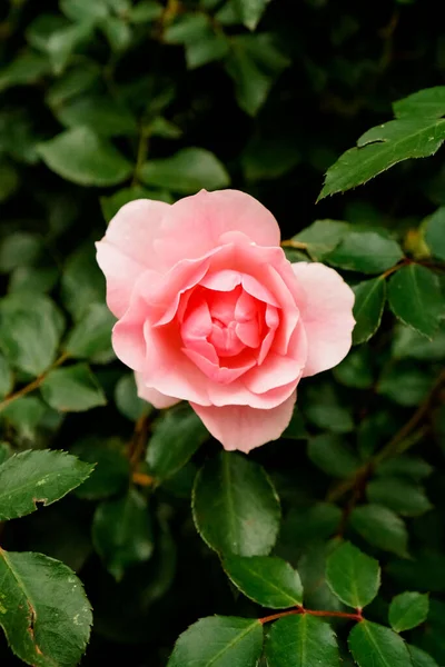 Różowa Róża Kwitnąca Ogrodzie Latem — Zdjęcie stockowe