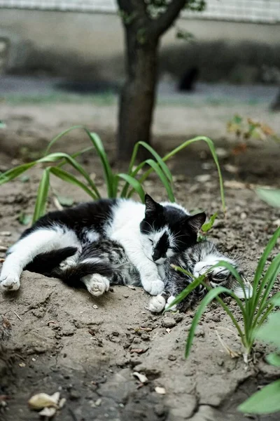 Dvě Kočky Spící Zahradě Objetí — Stock fotografie