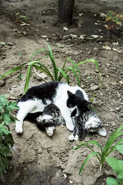 Dva Tuleni Spí Objímáni Zahradě Zemi — Stock fotografie