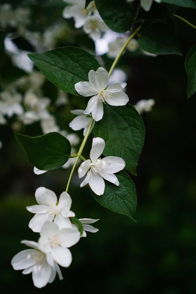 Spring Jasmine Blooms Garden — Stock Photo, Image