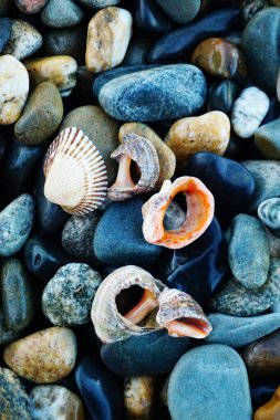 Sahilde deniz kabukları ve deniz taşları