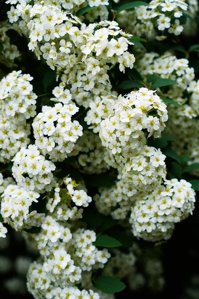 Цветущая Белая Спирея Весеннем Саду — стоковое фото