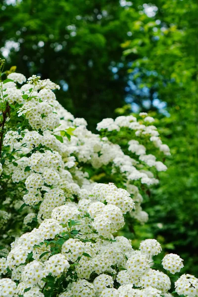 Blommande Vit Spirea Vårträdgården — Stockfoto