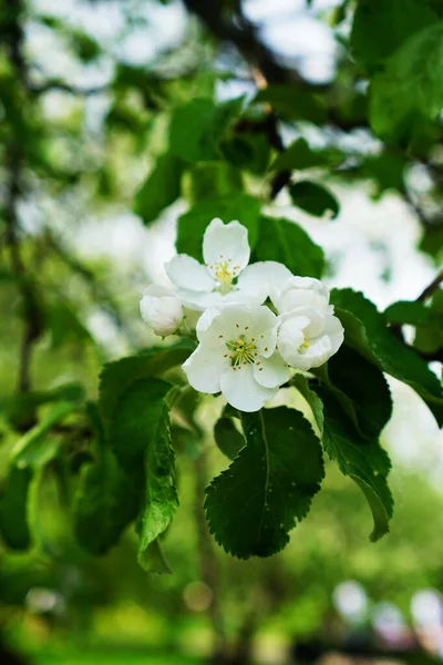 Цветущие Яблони Весной Саду — стоковое фото