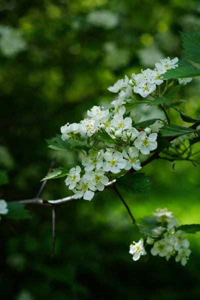 Blommande Äppelträd Våren Trädgården — Stockfoto