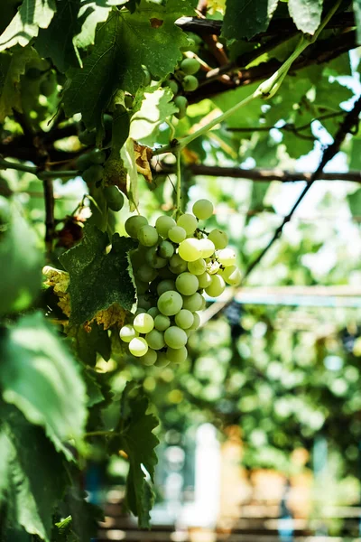 white grapes are singing on a branch