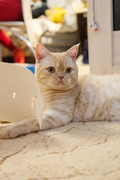 Schots Ras Rood Kitten Wordt Gespeeld Vloer — Stockfoto