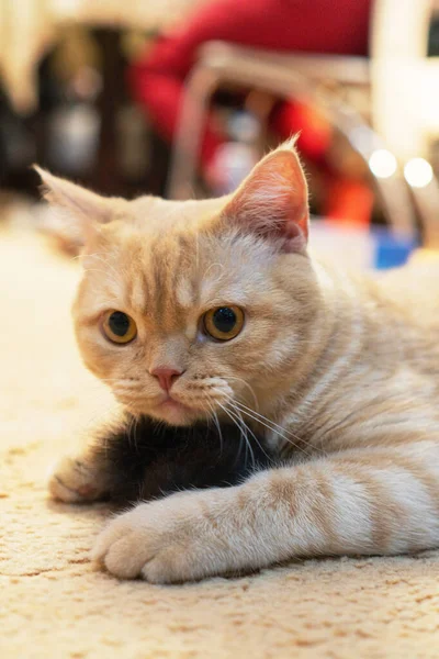 スコットランドの品種赤い子猫が床に再生されます — ストック写真