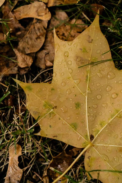 Hojas Amarillas Otoño Con Gotas Lluvia — Foto de Stock