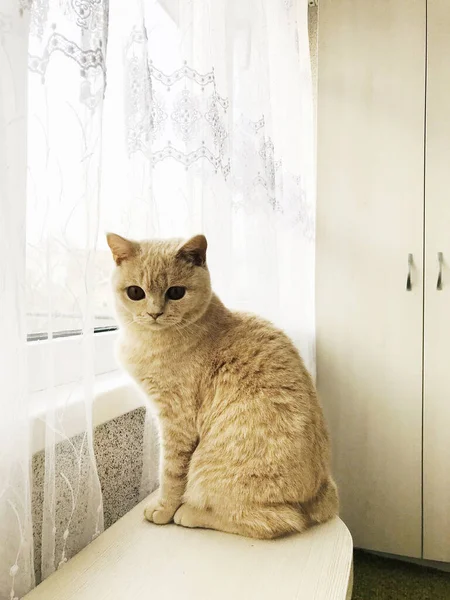 茶色の目をした白い英国の猫が窓に座っている — ストック写真