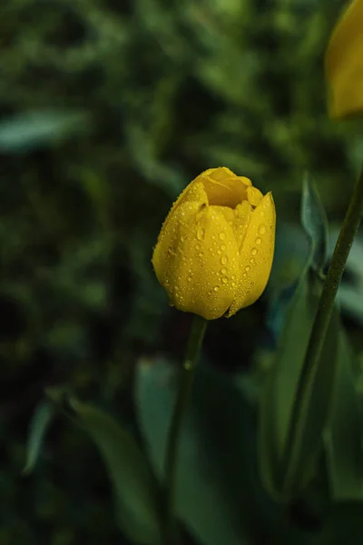 Yellow Tulip Raindrops Spring Garden — Stock Photo, Image