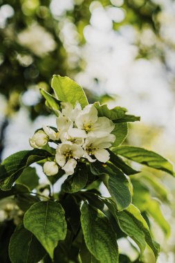 Bahar bahçesinde çiçek açan elma ağacı