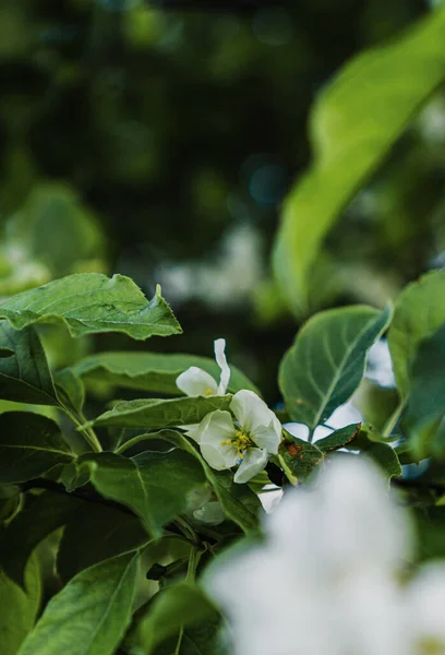 Melo Fiore Nel Giardino Primaverile — Foto Stock