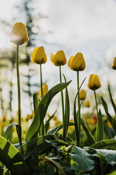 Tulipani Gialli Con Gocce Pioggia Giardino Aiuola — Foto Stock