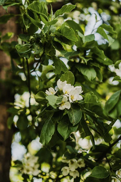 Цвітіння Яблуні Весняному Саду — стокове фото
