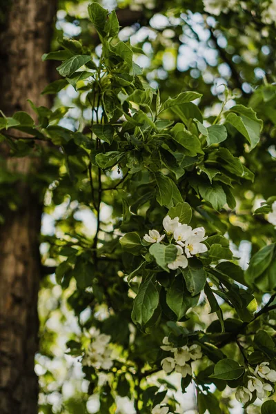 Floração Macieira Jardim Primavera — Fotografia de Stock