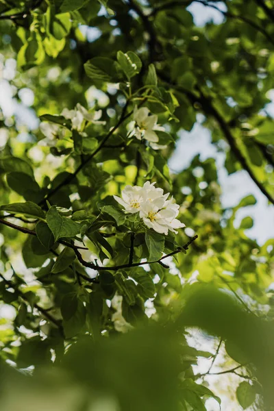 Floração Macieira Jardim Primavera — Fotografia de Stock