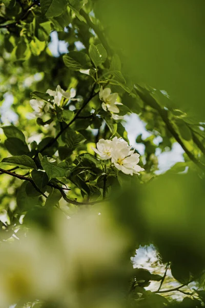 Flores Brancas Ramo Uma Árvore Maçã Primavera Jardim — Fotografia de Stock