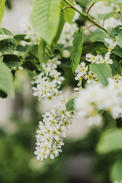 Branche Cerisier Blanc Fleurs Printemps Dans Jardin — Photo