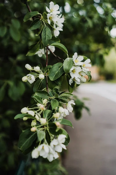 Flores Brancas Ramo Uma Árvore Maçã Primavera Jardim — Fotografia de Stock