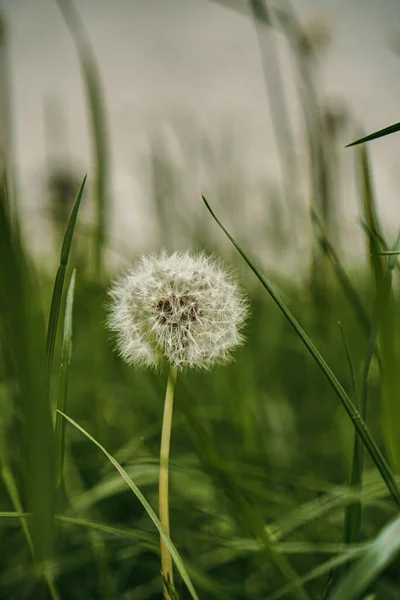 Groene Paardebloem Het Park — Stockfoto