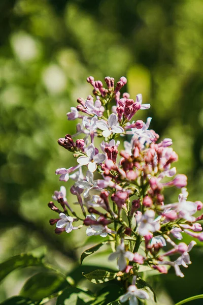 Kvetoucí Šeříkové Květy Keři — Stock fotografie