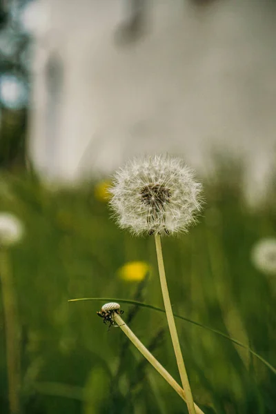 Pissenlit Vert Dans Parc — Photo