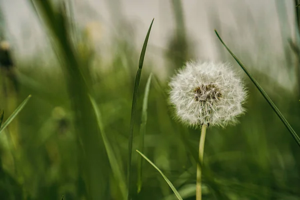 Groene Paardebloem Het Park — Stockfoto