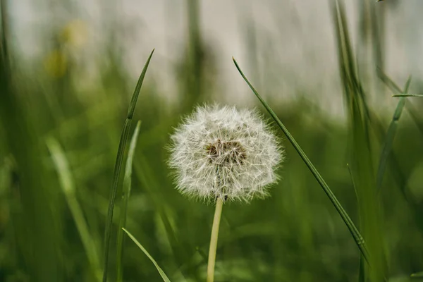 Groene Paardebloem Het Park — Stockfoto