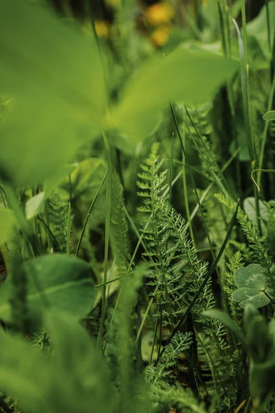 园中的春天青草 — 图库照片