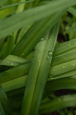 Yeşil yaprakların üzerindeki yağmur damlaları
