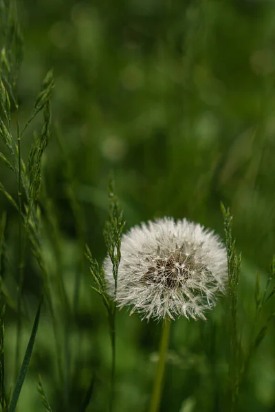 Dandelion Raindrops Green Grass — Stock Photo, Image