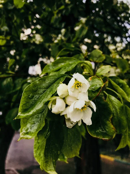 White Flowers Apple Tree Raindrops — Stock Photo, Image