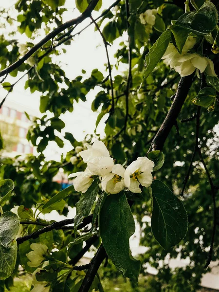 White Flowers Apple Tree Raindrops — Stock Photo, Image