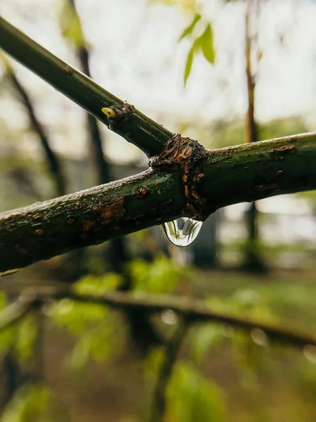Gota Água Ramo Árvore Primavera — Fotografia de Stock