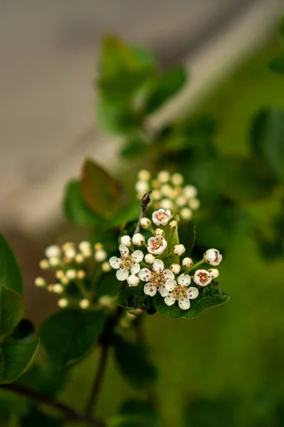 春に枝にアロニアの花を咲かせ — ストック写真