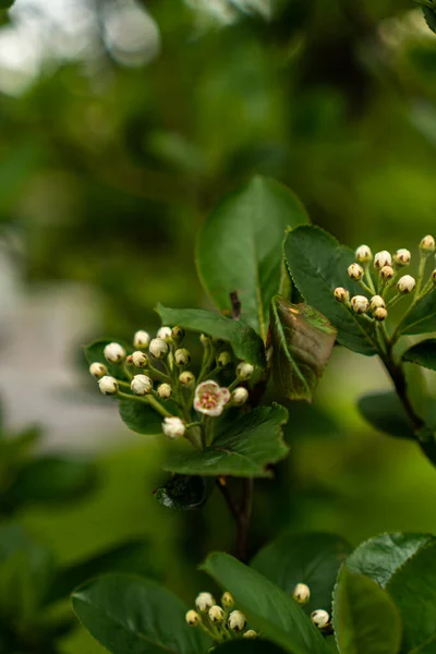 Aronia Blommor Gren Ren — Stockfoto