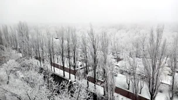 Padající sníh, bílé stromy v zimě a dálnice v krásném městském parku. Časová prodleva. — Stock video