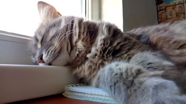 A szürke macska nagyon mélyen alszik. A macskának álmai vannak.. — Stock videók
