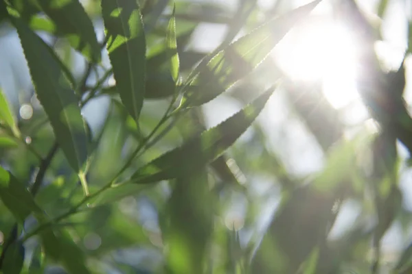 Stralen Van Zon Door Rotsachtige Twijgen Een Zomerdag Takken Bladeren — Stockfoto